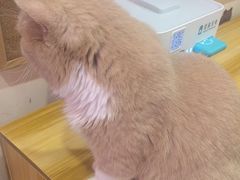 -滚猫咖啡·猫咖·猫友好撸猫(未来城店)