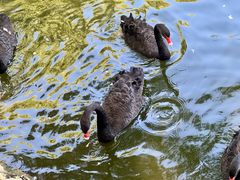 -石家庄市动物园