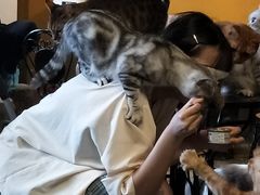-猫猫幼稚园·撸猫·桌游·电玩