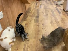 -袖虎·猫馆(体育西路店)