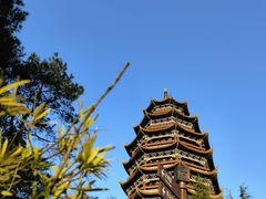 -铁山坪森林公园