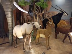 -卡通尼·Safari非洲探索乐园·生日会(金桥国际商业广场店)