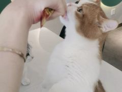 -飞行喵MR PILOT|猫舍·猫咖(静安大融城店)