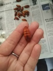 -太湖雪蚕桑文化园