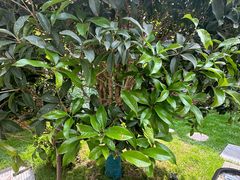 -一尺花园(安和花园店)