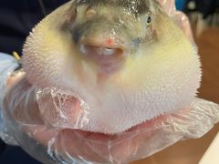 -肆月河豚·新淮扬(金融街店)
