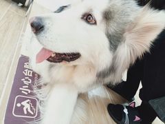 -李小姐の猫咖啡馆(五角场店)