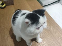 -藏猫猫咖啡主题馆(中央大道店)