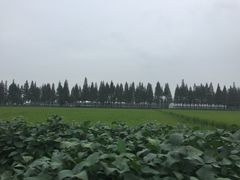 -大莲湖农家乐(青西郊野公园店)