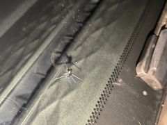 -鲨鱼皮汽车凹陷玻璃修复(静安店)