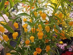 -双季花艺园艺市场(浦东店)