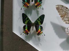 -上海昆虫博物馆