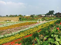 -紫颐香薰山谷景区