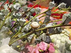 -双季花艺园艺市场(浦东店)