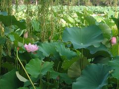 -金鸡湖桃花岛
