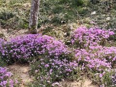 -山东省千佛山医院