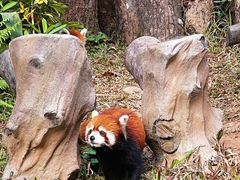 -广州动物园