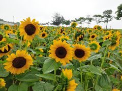 -野狸岛