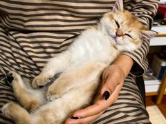 -欣宠猫屋·矮脚拿破仑·蓝金金渐层