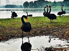 -西山漾湿地公园