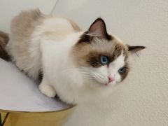 -喵喵咪呀布偶猫咖(春熙路店)