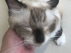 -怪兽屋·羊驼·猫咖·狗咖(俊华广场店)