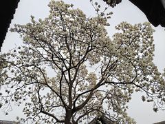 -何园