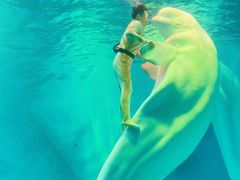 -上海海昌海洋公园-冰山北极馆
