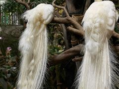 -正佳雨林生态植物园