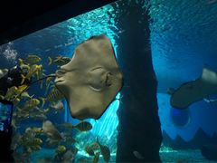 -北戴河圣蓝海洋公园