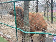-大连铭湖国际观光牧场