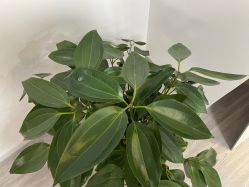 -凡碧诗毛孔收细