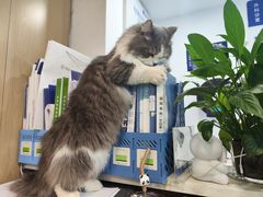 -宠颐生宠物医院·心肾内科·猫专科诊疗中心宠巢店
