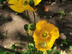 -国家植物园南园