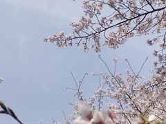 -顾村公园