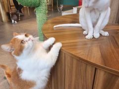 -飞行喵MR PILOT|猫舍·猫咖(静安大融城店)