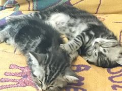 -美联众合宠物医院·爱萌分院·内外科·猫科中心