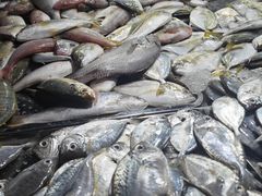 -鸿港海鲜批发市场