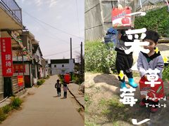 -青浦采草莓天天草莓园