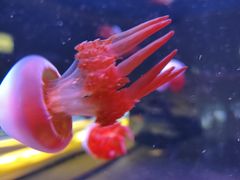 -欢乐海岸海洋奇梦馆