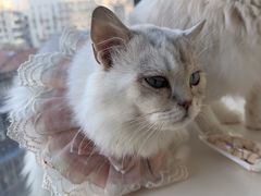 -怪兽屋·羊驼·猫咖·狗咖(俊华广场店)