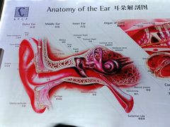 -自然之声助听器(平凉店)