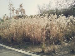 -金银湖国家城市湿地公园