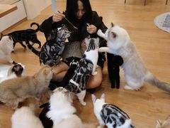 -有喵·猫咖·狗咖·30几只猫10只小狗(岗厦店)