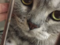 -酷狗靓猫宠物·洗护·美容·寄养(航北路店)