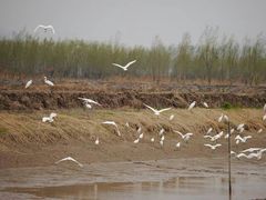 android_upload_pic-漩门湾国家湿地公园