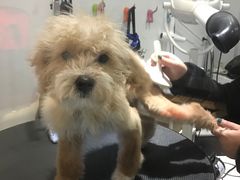 -Oh My Dog宠物沙龙(伊珊娜皮毛护理店)