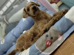 -小叮当动物医院·骨科·眼科