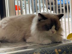 -平行世界·猫咖(首经贸店)