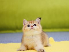 -Bastet sally猫舍购宠(静安店)